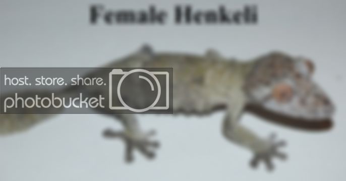 FemaleHenkeli6-6-06.jpg