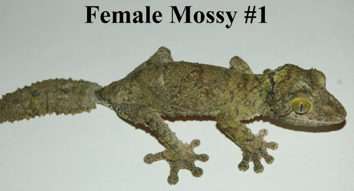 FemaleMossy16-6-06.jpg