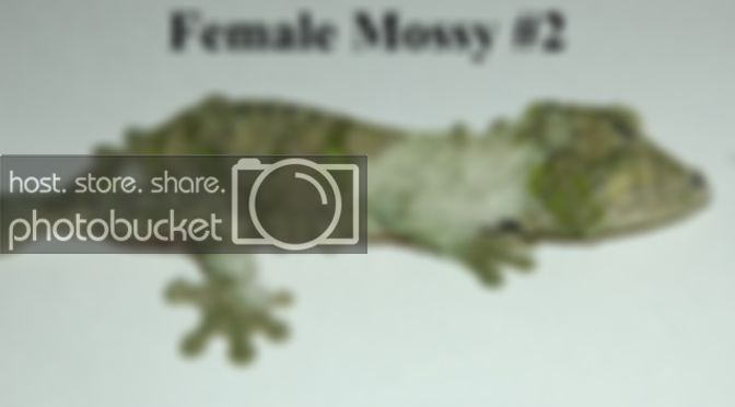 FemaleMossy26-6-06.jpg