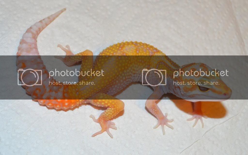 1__grapay13m2f-23-718___Jungle_Tremper_Albino___het_Eclipse___Female.jpg