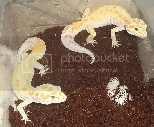 100_2234_March26_2014_Rubys_First_eggs_closeup.jpg