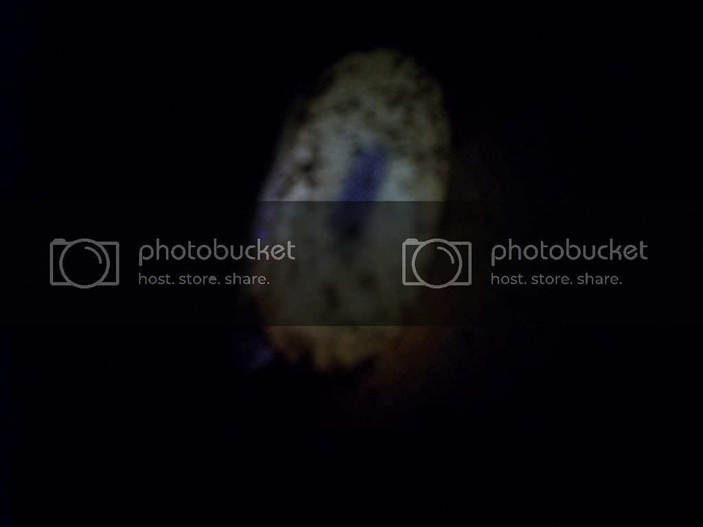 100_2255_March26_2014_Ruby_egg_A1_NoVein.jpg