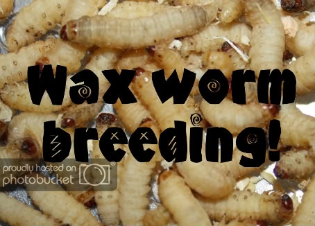 how to breed waxworms!