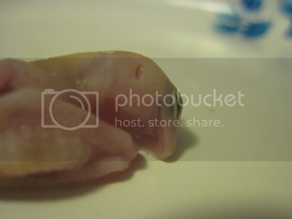 IMG_0772.jpg