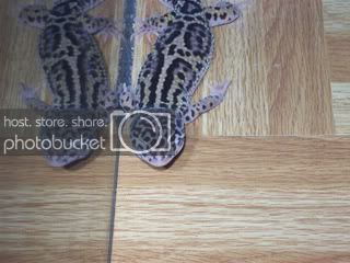 geckos4005.jpg