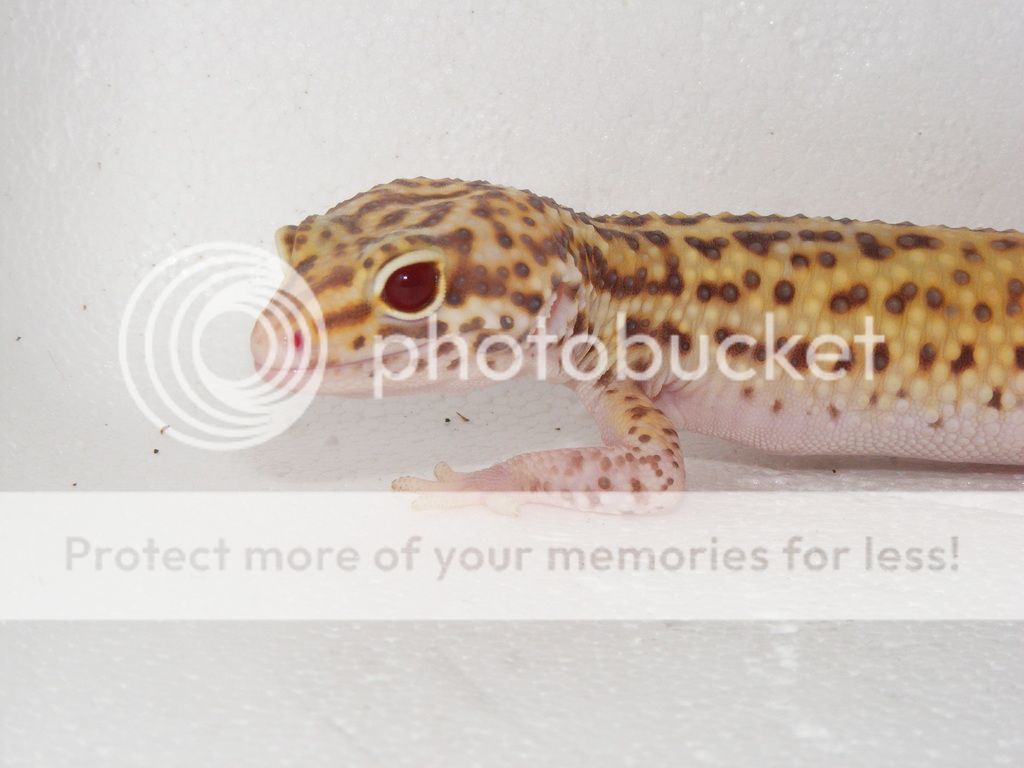 21st%20March%2015%202_zpsno5h9aqf.jpg