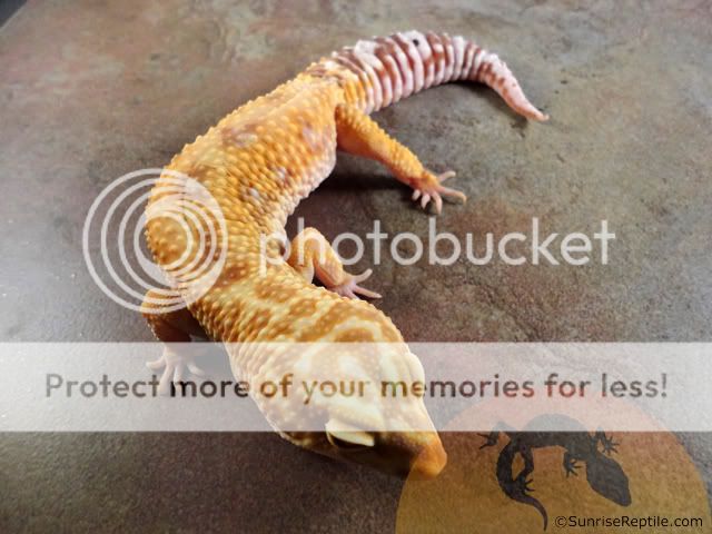 Jungle_Tremper_100_het_RAPTOr.jpg