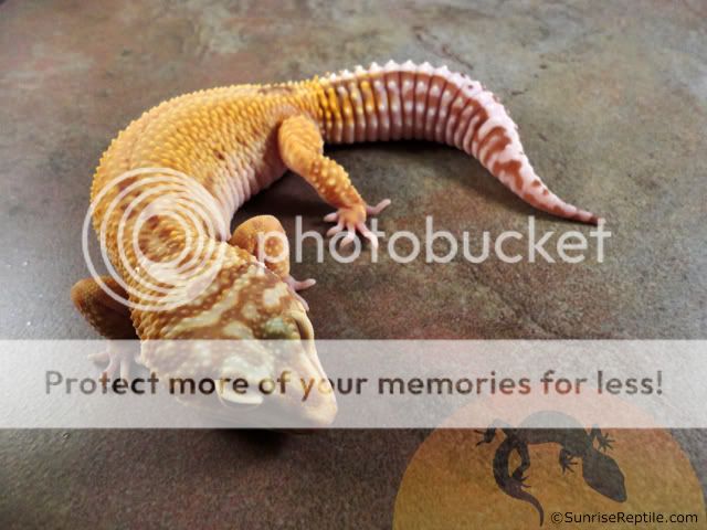 RS_Tremper_66_het_RAPROr_F.jpg