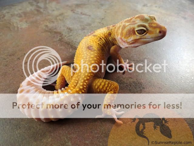 Tremper_Jungle_66_het_RAPTOr.jpg
