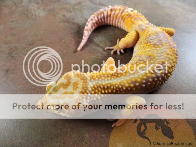 Tremper_Jungle_Giant_100_het_RAPTOr.jpg