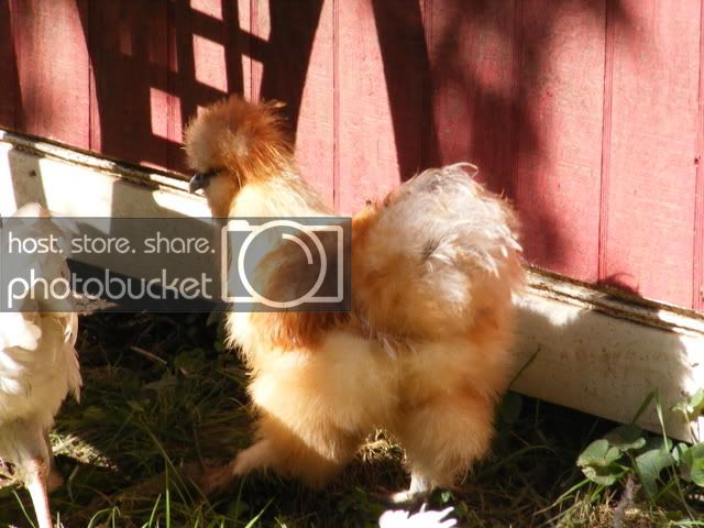 chickens025.jpg