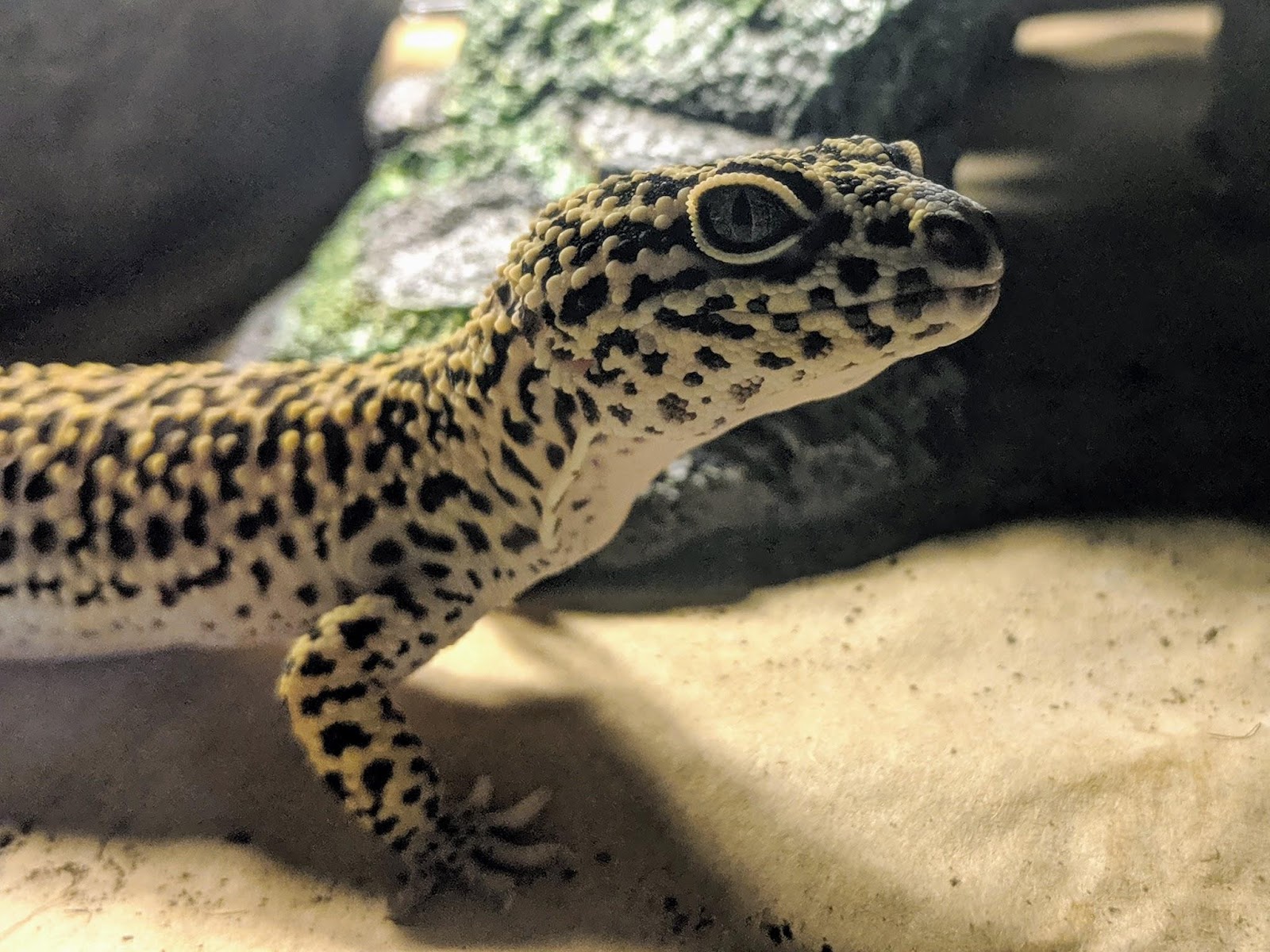 geckotime.com