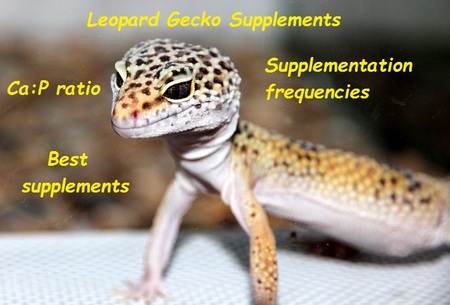 www.lizards101.com